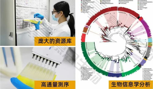 大姜价格一路狂飙,烂脖子病管控你做对了么