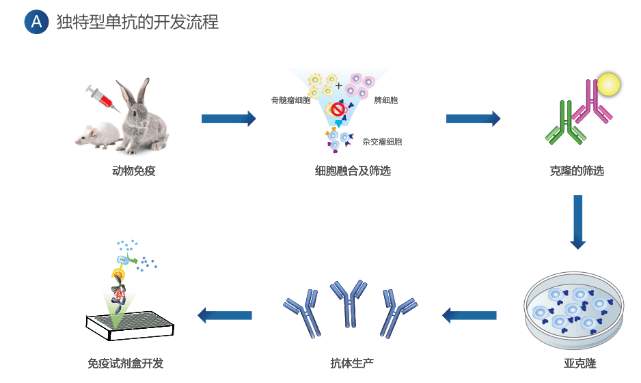 新药研发流程及项目管理时间轴_南京两会