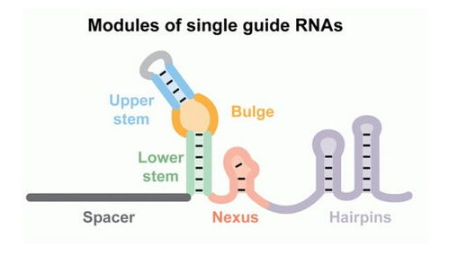 mol cell 科学家开发出新型基因编辑技术 crispr cas